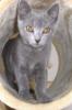 Chartreux/ Kartäuser die Echten!!!