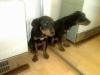 süsser Rottweiler welpe 12 wochen jung zu verkaufen