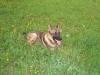 Deutschen Schäferhund mit Papieren und Chip