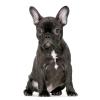 Französische Bulldogge,  Bully-Mädchen,  french bulldog