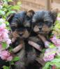 Bezaubernde Yorkshire Terrier Welpen VDH/ FCI