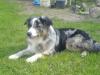 Nur noch 4 blacktri Hündinnen,  1 blue merle Rüde,  geb. 06.05.