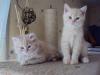 BKH /  BLH  Kitten mit hervorragendem Stammbaum ab 2. Juni abzugeben