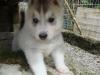 Reinrassiger grau-weisser Siberian-Husky-Welpe Rüde Akio aus FCI-Zucht,  12 alt 