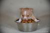 Schöne Chihuahua