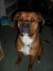 rotweiler-boxer mix zu verkaufen