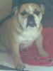 Englische Bulldogge Hündin 1, 5 Jahre nicht kastriert!
