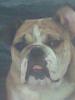 English Bulldog Hündin 1, 5 Jahre nicht Kastriert