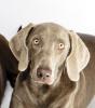 Schöne junge Weimaranerhündin abzugeben