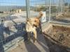 Labrador-Mix Mara