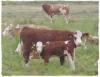 Colostrum - wer s kennt,  hat s besser 