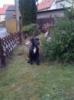 Deutsche Dogge