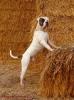 American Bulldog Deckrüde HD/ ED/ OCD frei