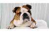 English Bulldog Zucht -Deckmeldung & Deckrüde