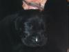 rodesien mix welpen