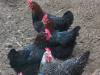 Marans Küken /  Zuchthennen