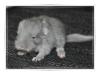 Chinchilla: Blue Diamond Velvet Böckchen