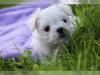 malteser welpen