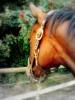 Suche Reitlehrer/ in!!