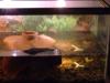Gelbwangenschmuckpärchen mit Aquarium 
