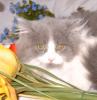 Rasse-Mix-Katerchen,  blau-weiß,  Langhaar