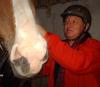 Reiter,  sehr erfahren und zuverlässig sucht Reitbeteiligung
