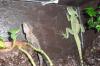 Suche 0.1 Stirnlappenbasilisk (Basiliscus plumifrons)