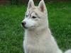 Wunderschöner Siberian Husky Welpe Rüde aus FCI /  DCNH/  VDH-Zucht abzugeben