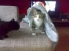 Super lieber Familien Kater sucht dringend liebevolles zuhause !