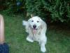 suchen goldi hündin oder labrador hündin