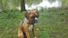 boxerwelpe