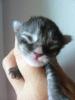Maine Coons vom Lilientor