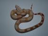 Albino Boa NZ 03-2010 zu verkaufen