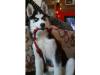 Suche liebevollen zu Hause für Siberian Husky