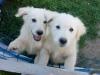 Golden-Retriever/ Labrador Mix Welpen