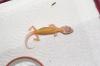 Leopardgecko NZ 2010 in verschiedenen Farbvarianten 