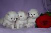 Perserbabys,  Kitten weiß-creme,  Perserkitten