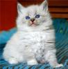 Reinrassige Neva Masquerade Kitten abzugeben