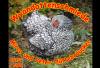 Wyandotten,  silber schwarzgesäumt