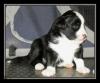 Miniature Australian Shepherd Welpen ,  Mini Aussie