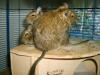 3 junge,  weiblich Degus abzugeben