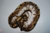 Königspython /  Python Regius /  Ball Python