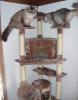Sibirische Waldkatze 3 J. und Neva Masquerada Kater 5 J. suchen neuen Wirkungskr