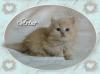 3 Highlander/ BLH Kitten suchen noch ein liebes Zuhause
