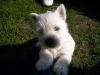 West White Terrier Welpen