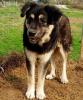 Milow - notfellchen sucht passendes Zuhause