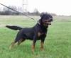 Rottweiler Rüde 3 1/ 2 Jahre