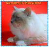 Hl.Birma Deckkater, EU.Ch. Giant May Be s Place Mylord lilac point hat noch Termi