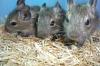 Degus suchen ein neues Zuhause