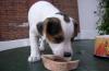 Jack Russell Terrier Welpen, mit Papieren
